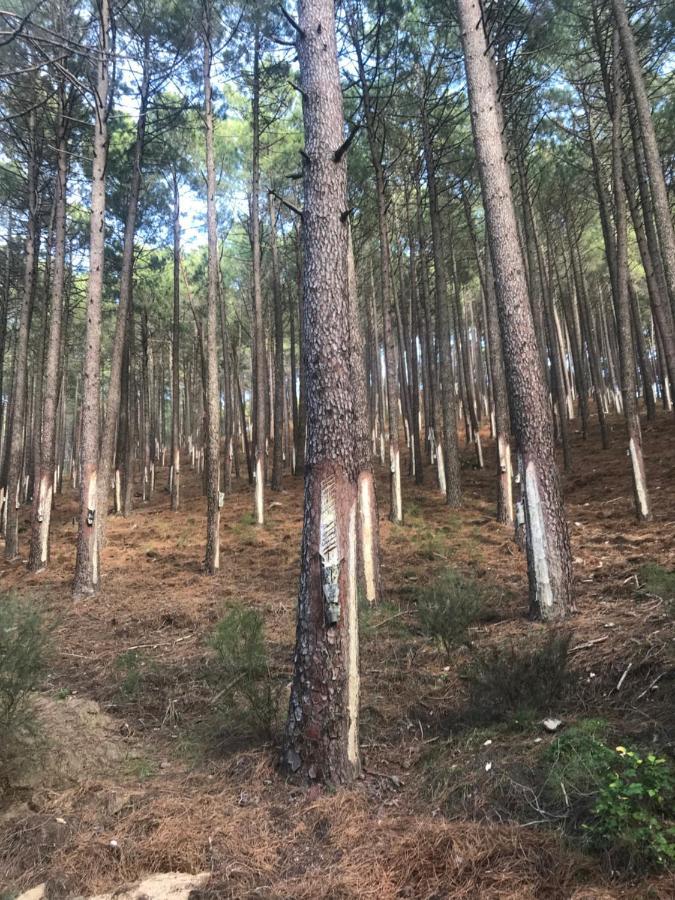 Posada Rural La Resinera La Adrada Luaran gambar